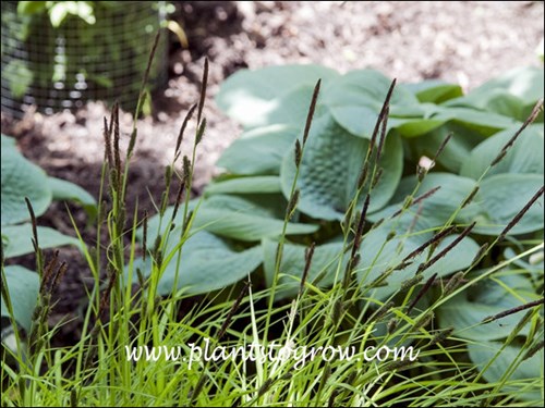 Bowles Golden Sedge (Carex elata aurea)